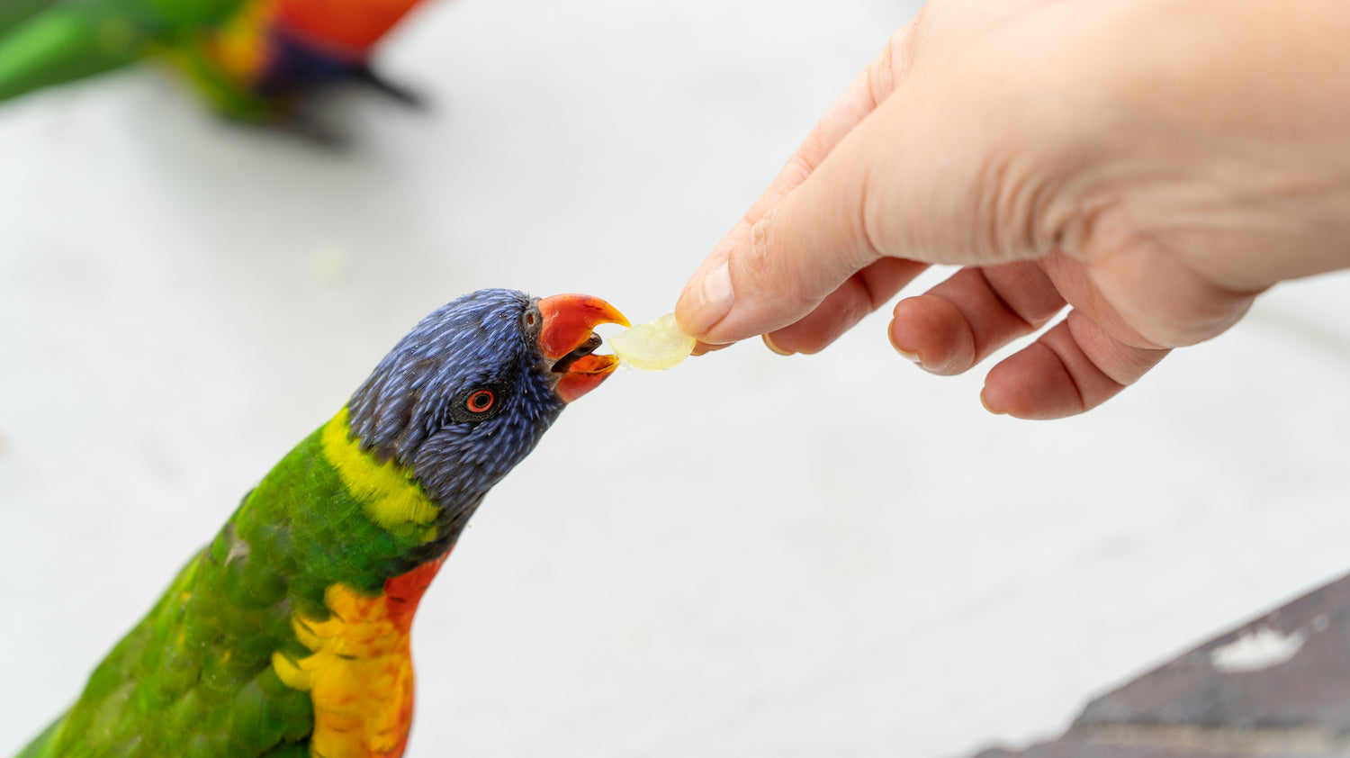 Rainbow Lorikeet eating a grape in Sydney