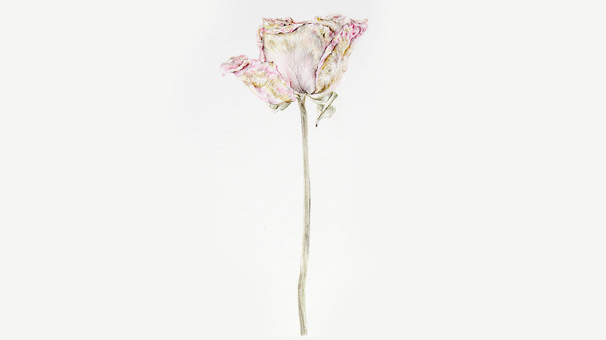 Wilted: Works On Paper Exhibition