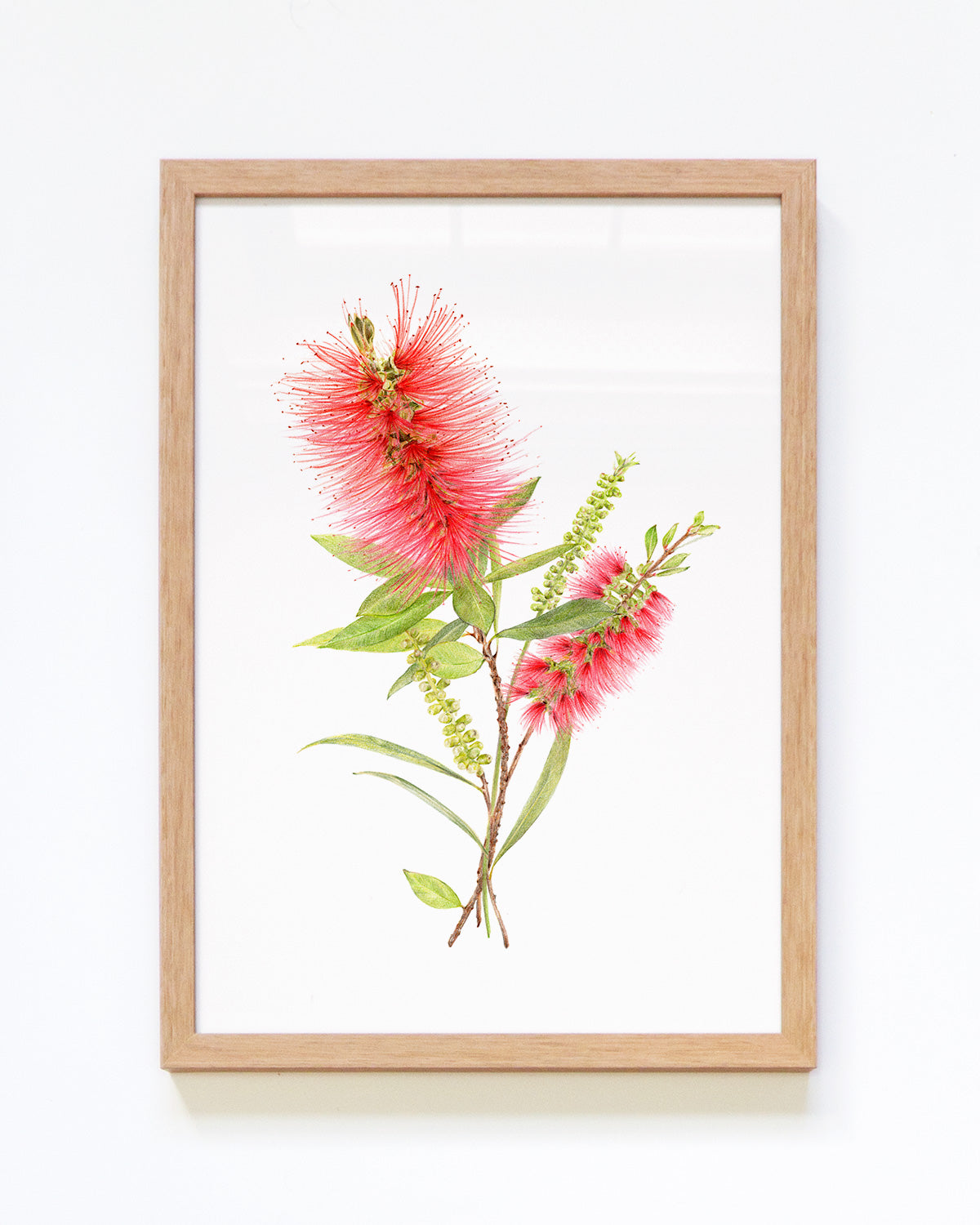 Framed October birth flower print featuring Callistemon bottlebrush Australian native art