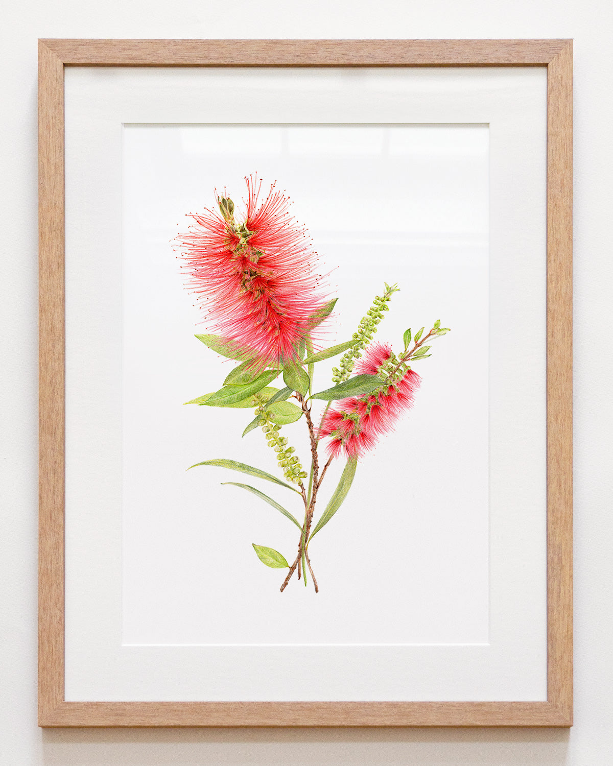 Framed October birth flower Callistemon art print with white matboard Australian botanical artwork