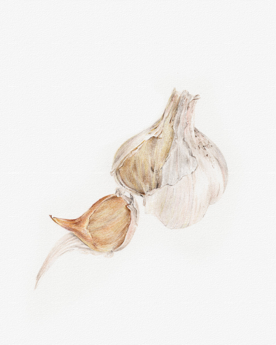 Garlic Pencil Drawing Carmen Hui Art
