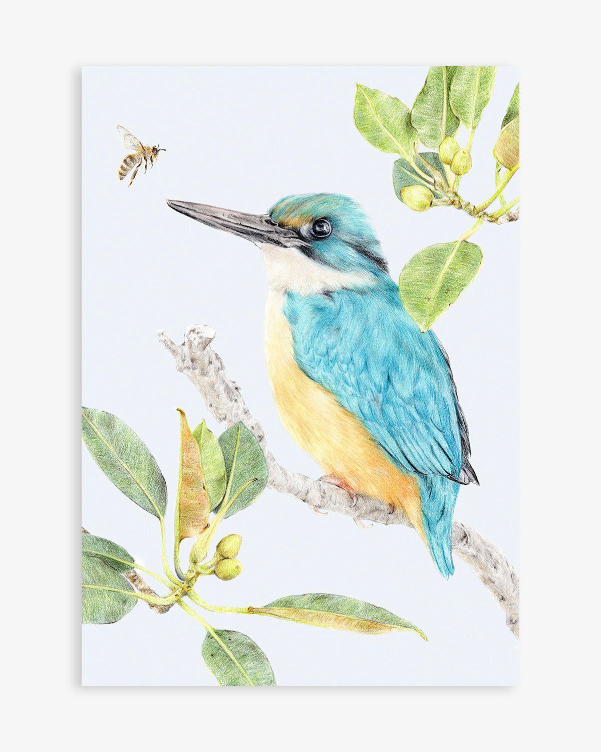 Sacred Kingfisher Australian bird art