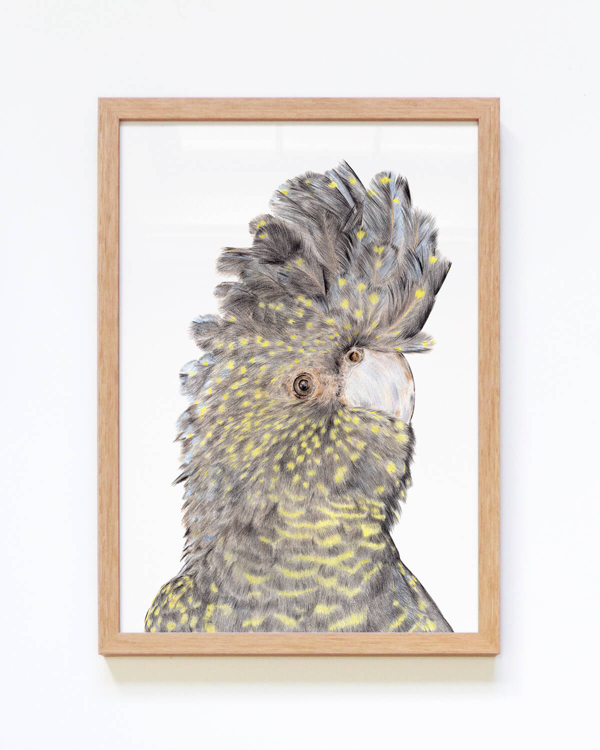 Australian black cockatoo wall art range