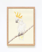 Bird art print featuring a cockatoo