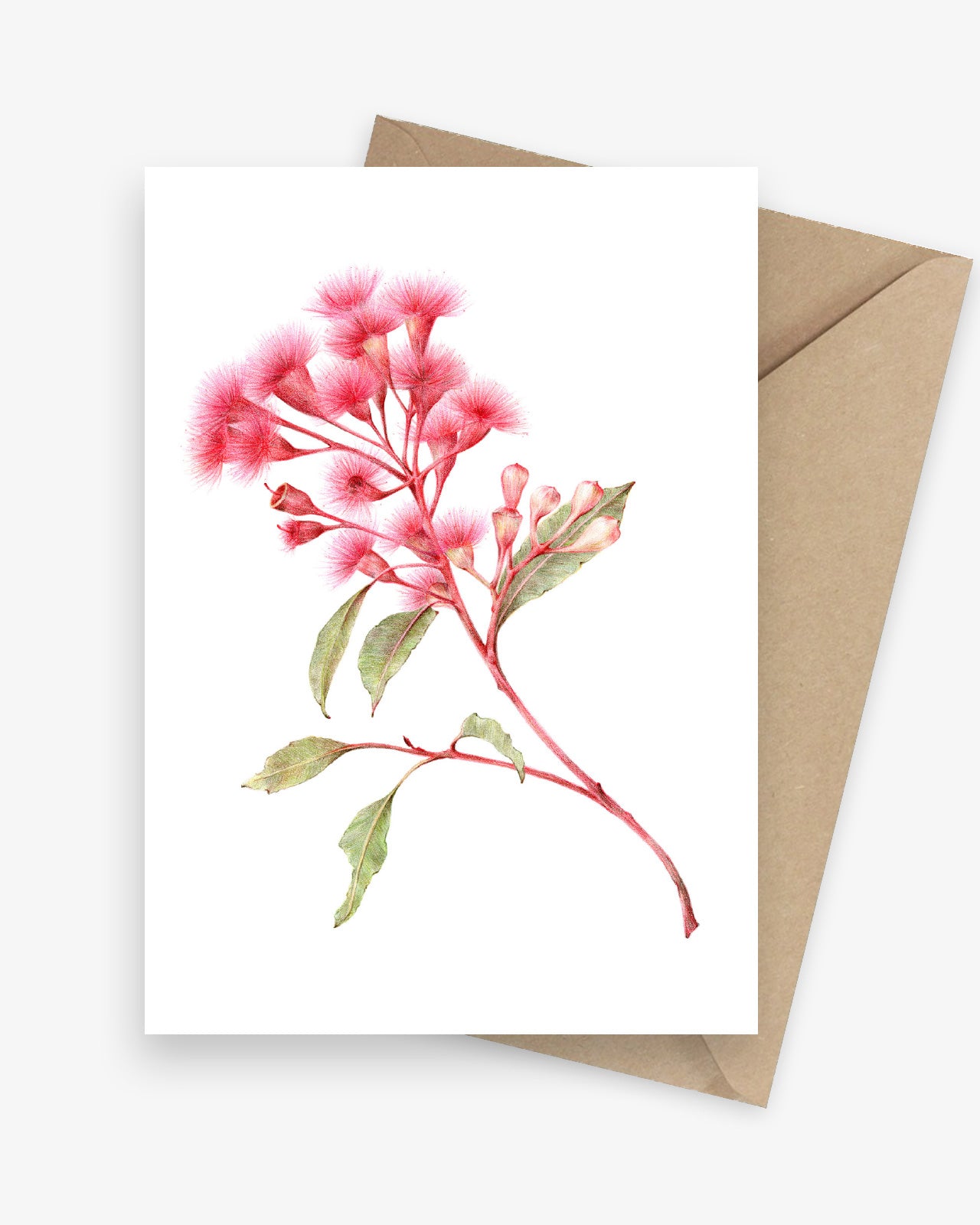 Flowering Red Gum Australian Native Botanical Greeting Card