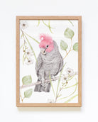 Gang-Gang Cockatoo Art Print in tiber frame