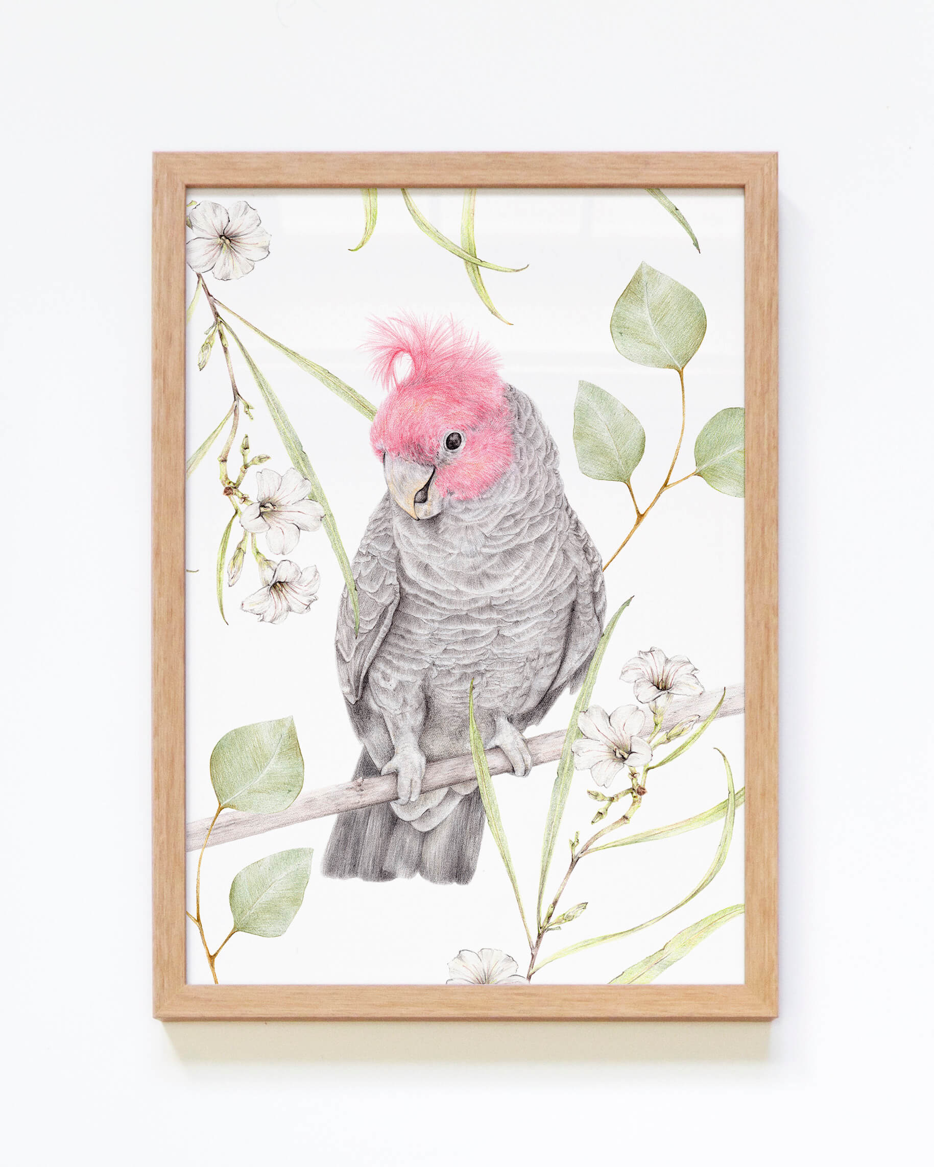 Gang-Gang Cockatoo Art Print in tiber frame