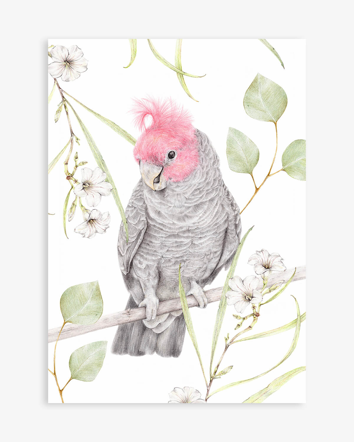 Gang-Gang Cockatoo Art Print