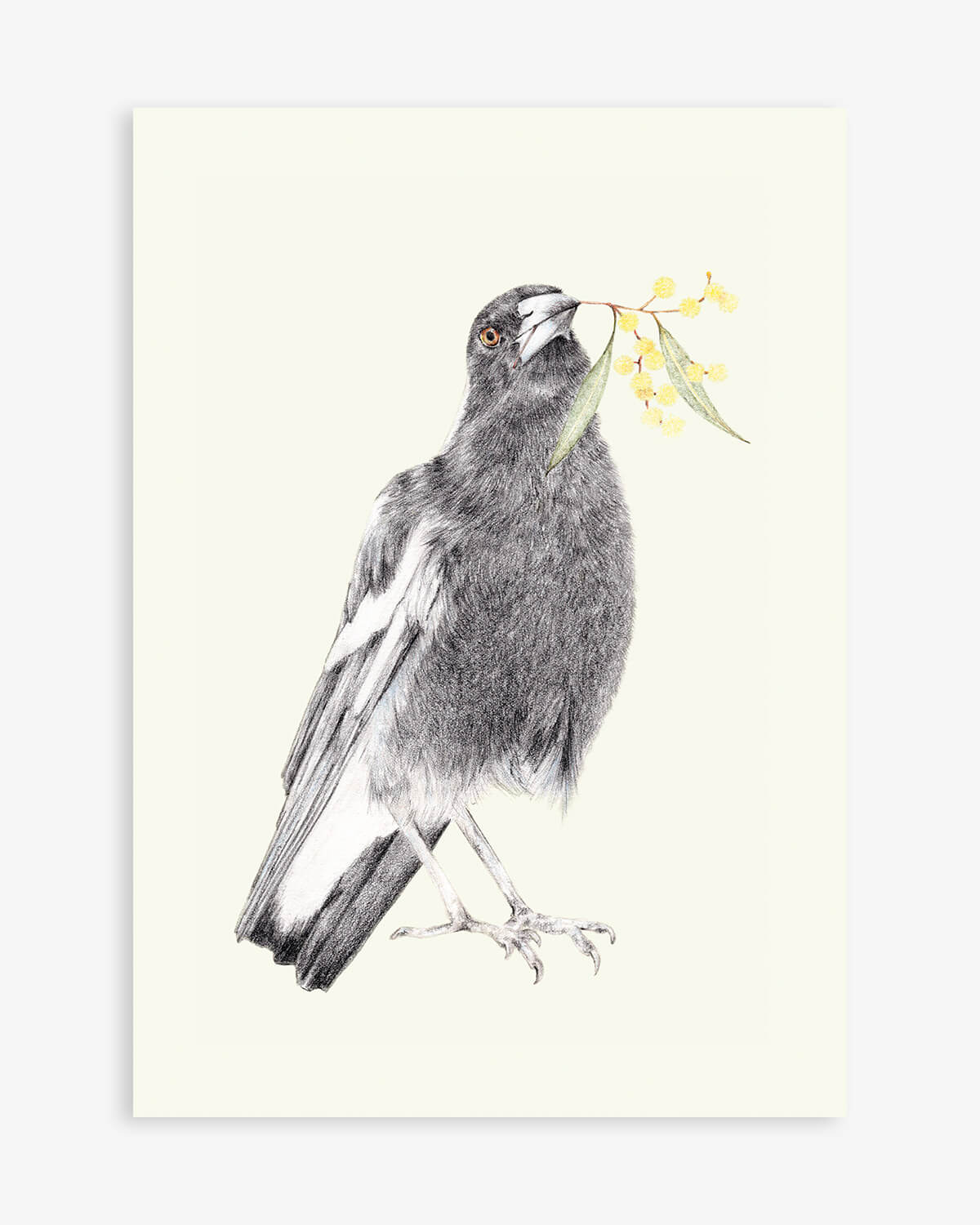 Australian Magpie Artwork by Carmen Hui
