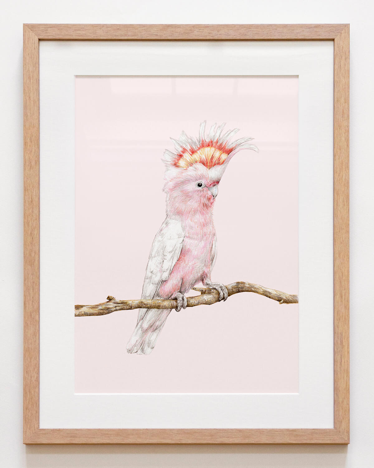 Framed bird print featuring Major Mitchell cockatoo