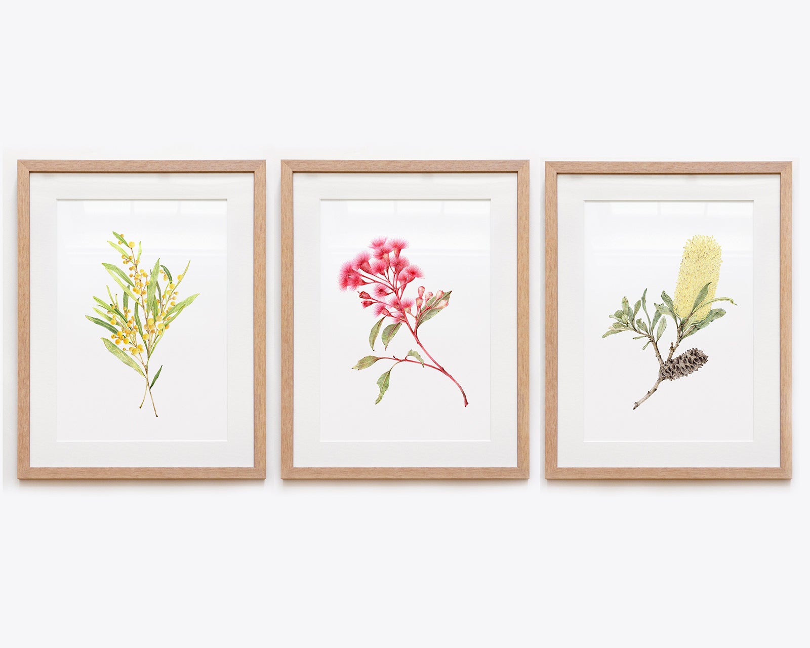 Set of 3 Australian Native Botanical Fine Art Prints