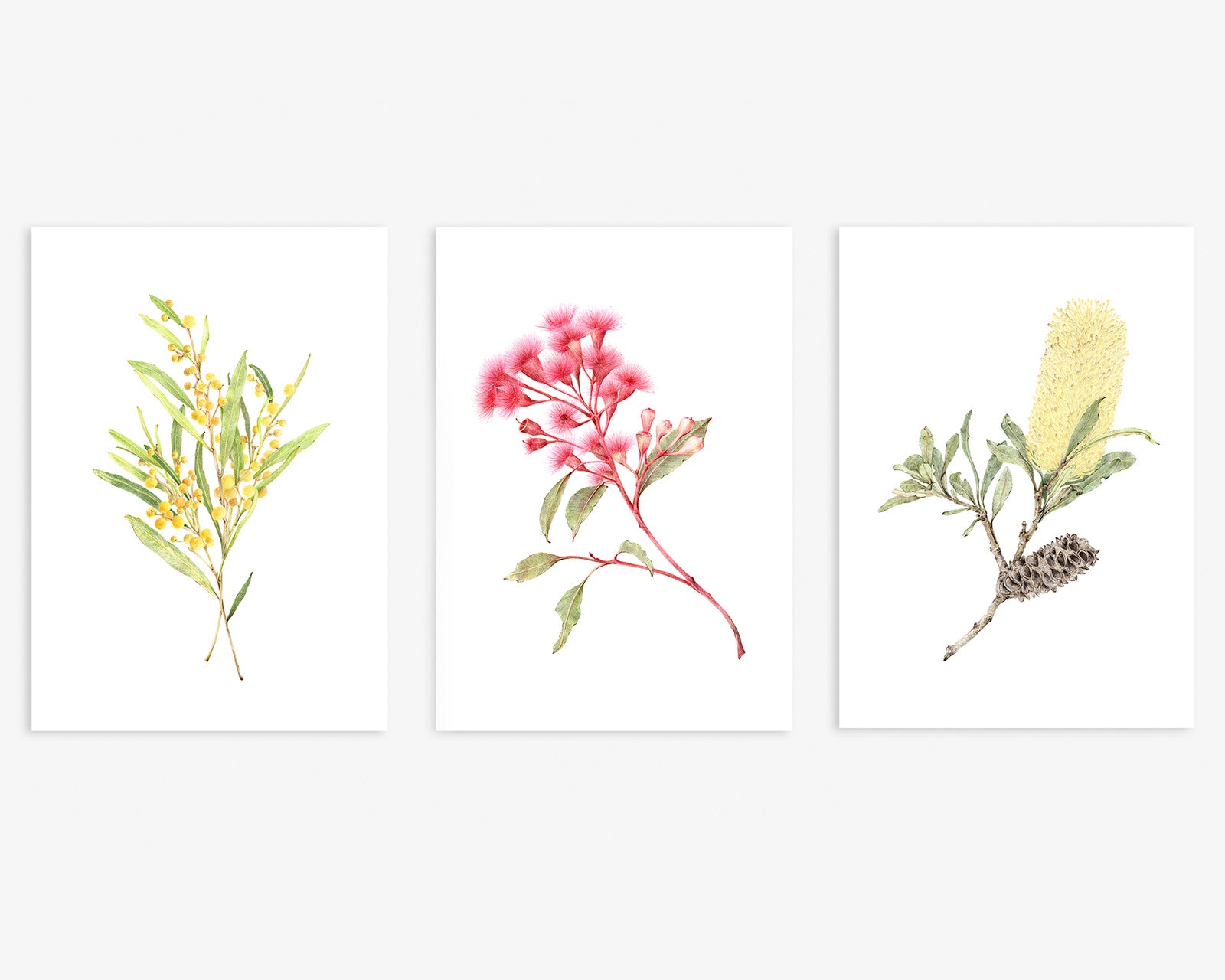 Set of 3 Australian Native Botanicals Wall Art