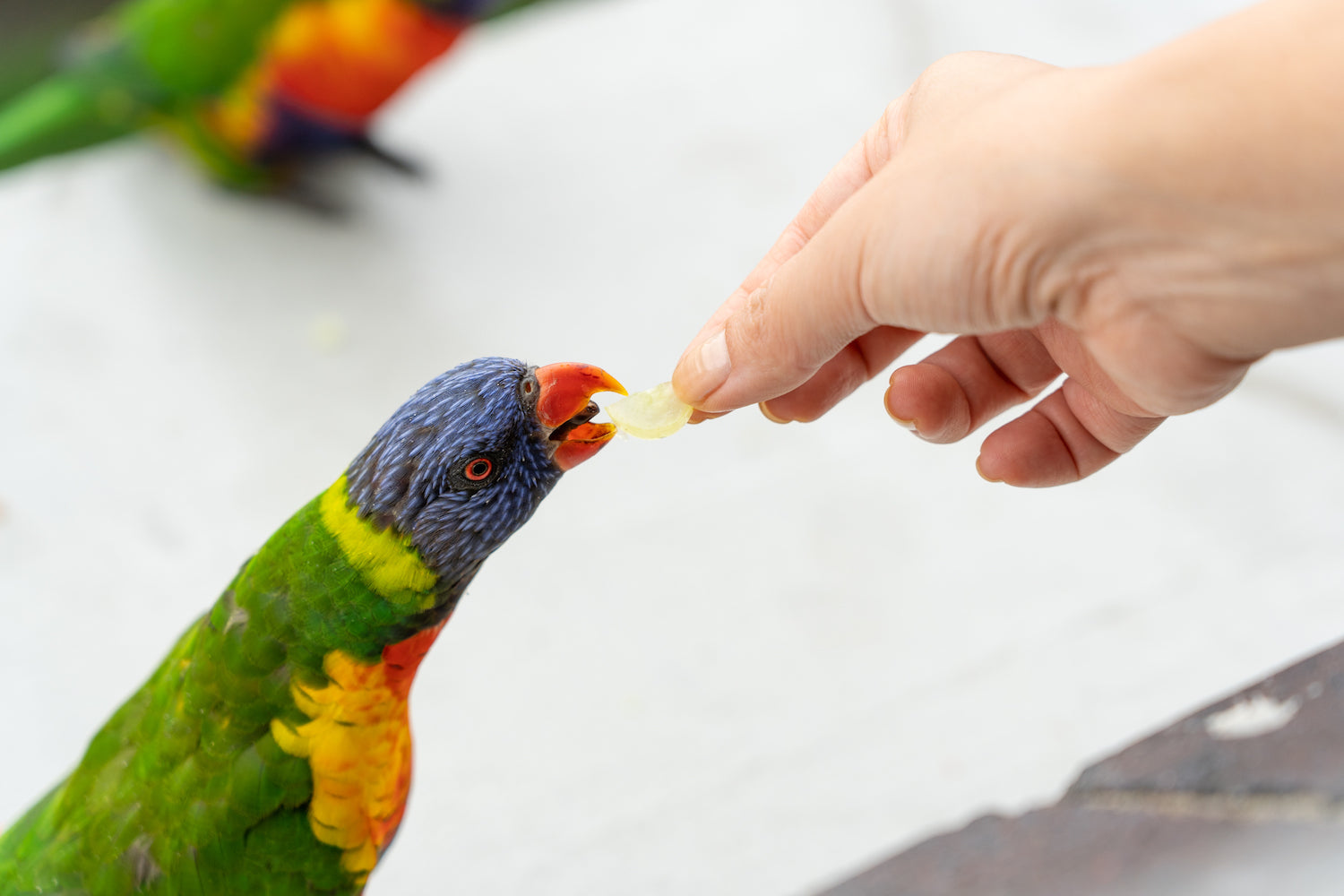 Rainbow Lorikeet eating a grape in Sydney