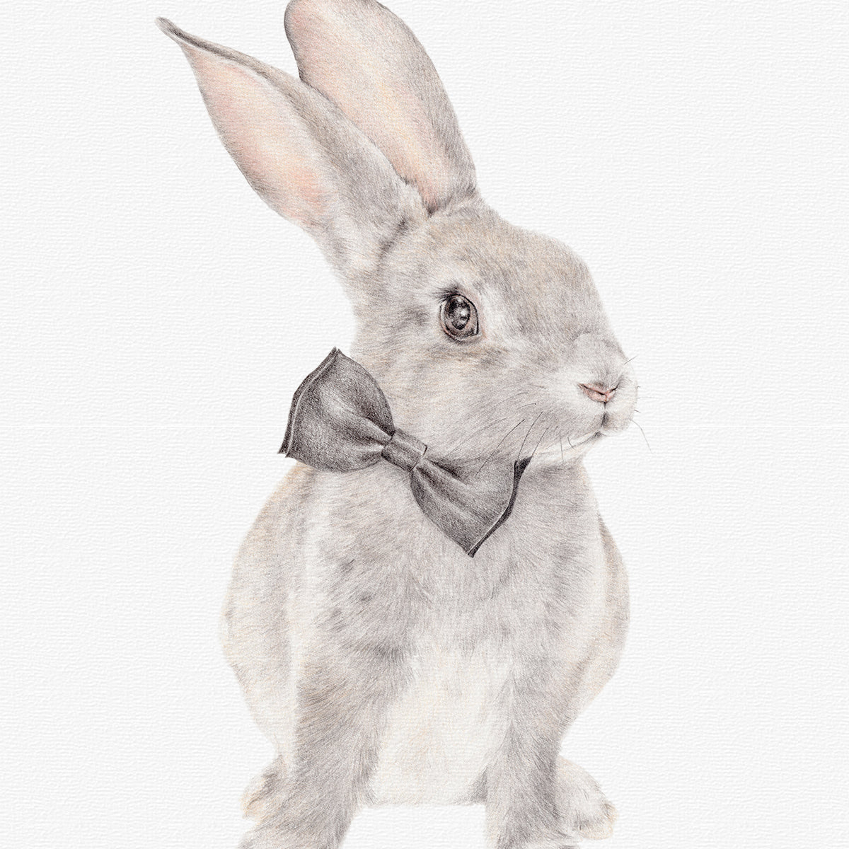 Benjamin Bunny | Original Rabbit Drawing – Carmen Hui Art