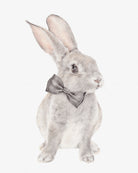 Benjamin Bunny-Original rabbit drawing-Carmen Hui