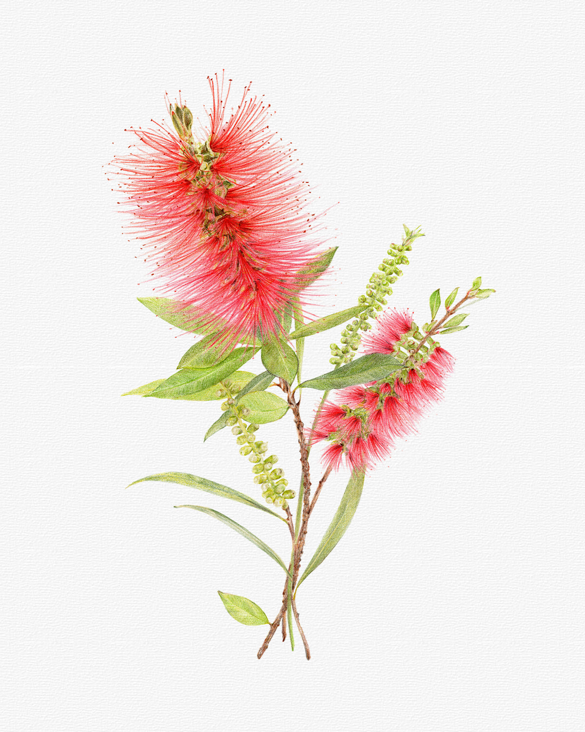 Original October birth flower drawing of Callistemon bottlebrush Australian native art A3 collector’s piece