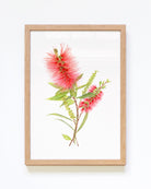 Framed October birth flower print featuring Callistemon bottlebrush Australian native art