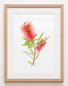 Framed October birth flower Callistemon art print with white matboard Australian botanical artwork