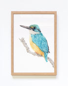 Framed Sacred Kingfisher Original Bird Art