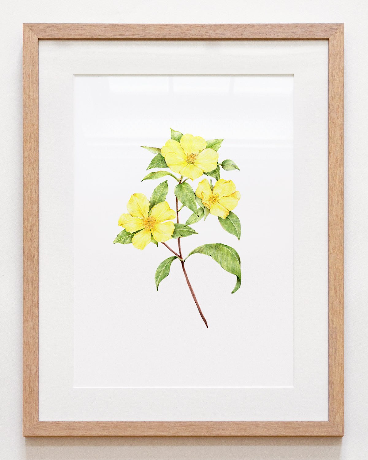 BOTANICAL ART 【import品】 Hibbertia | Original Botanical Art – Carmen Hui Art