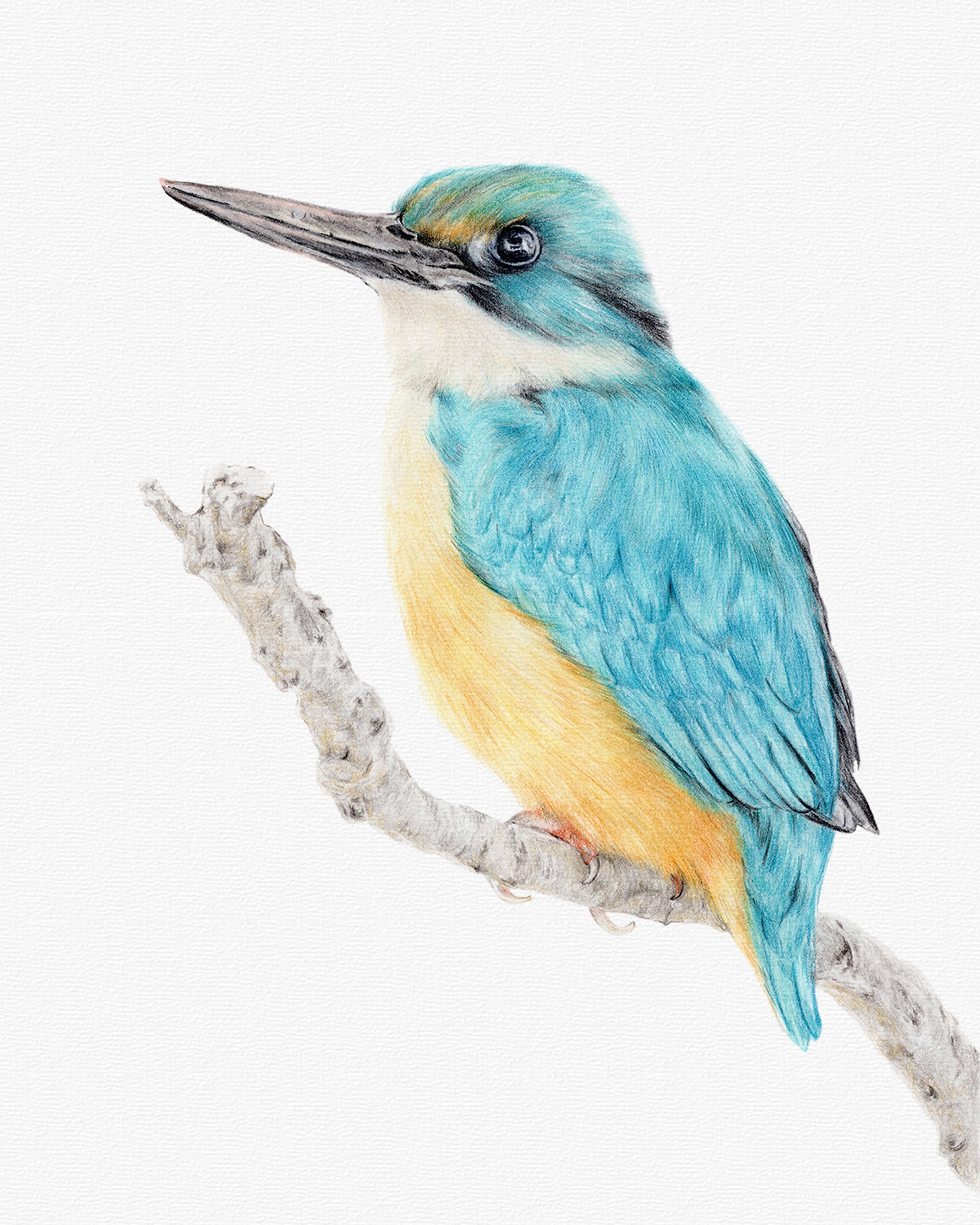 Sacred Kingfisher Original Bird Art