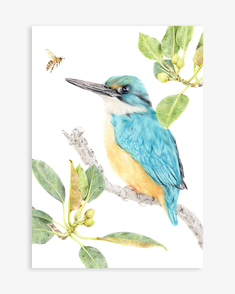 Sacred Kingfisher bird art print 