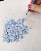 Progress drawing of a hydrangea by Australian artist Carmen Hui