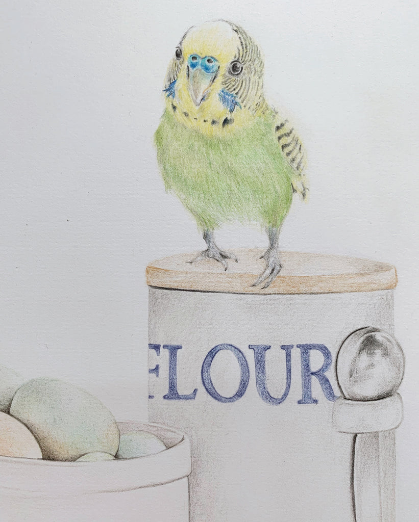 Close up of original pencil drawing of a budgie on a flour canister