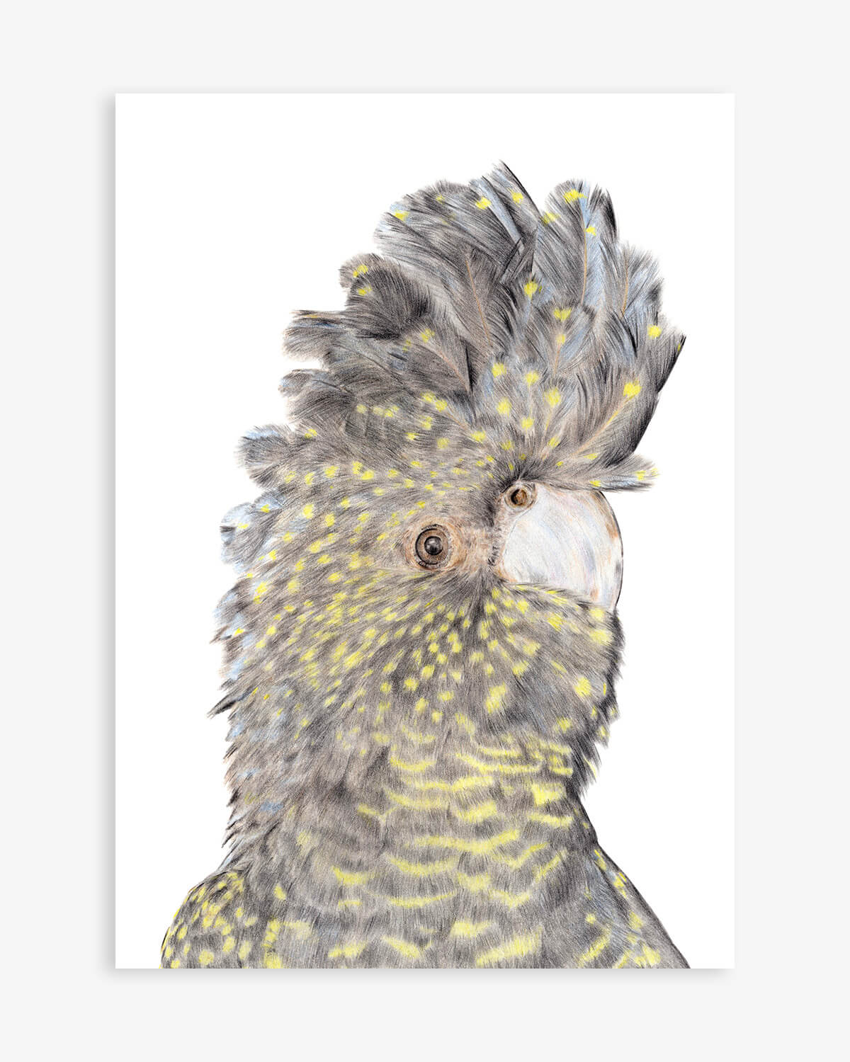 Black Cockatoo Australian bird artwork