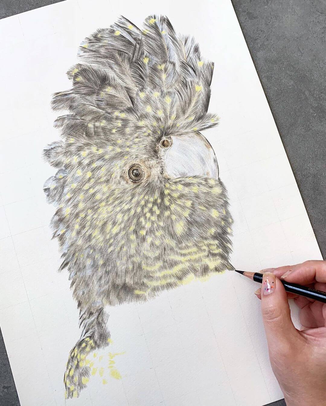 Original pencil artwork of the Black Cockatoo