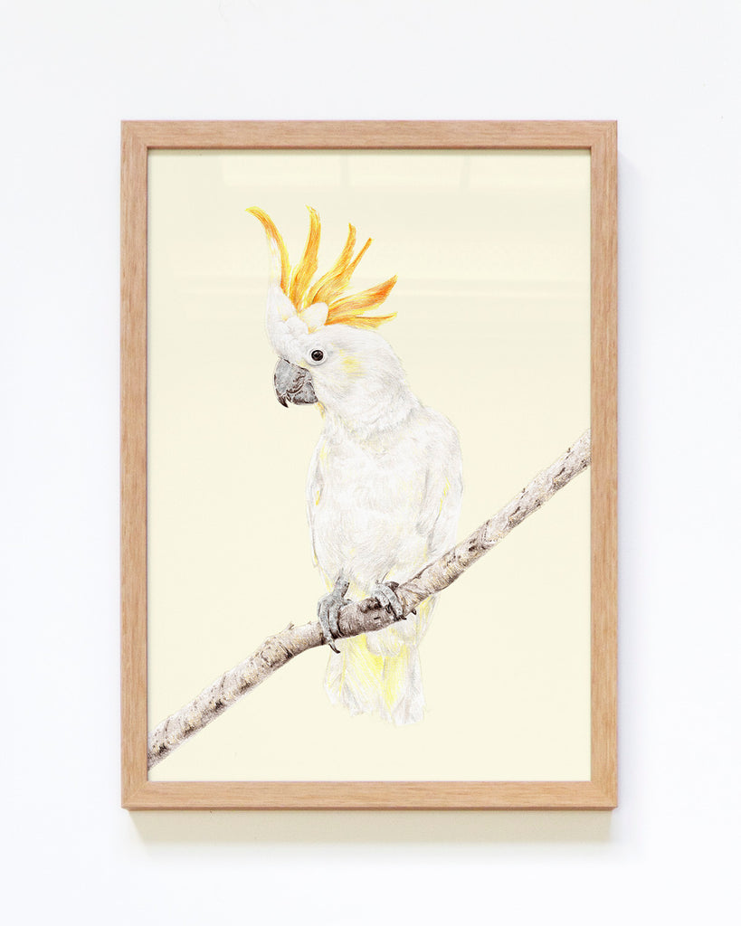 Bird art print featuring a cockatoo
