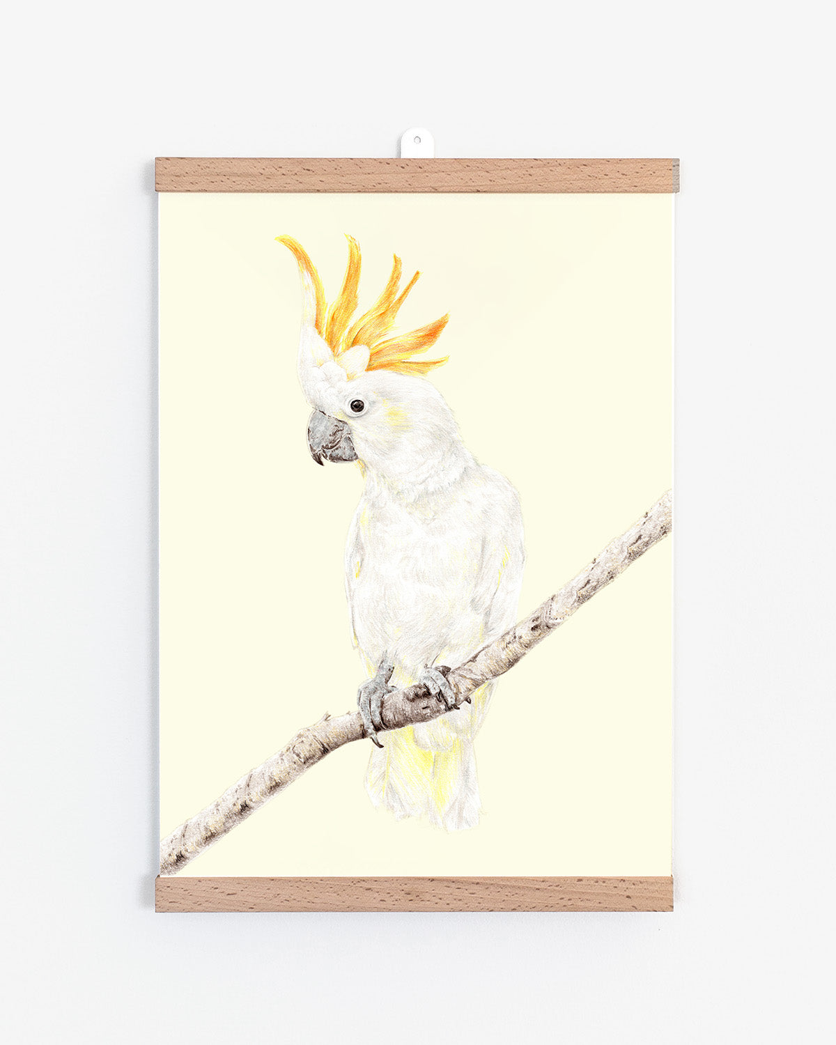 Australian cockatoo fine art print