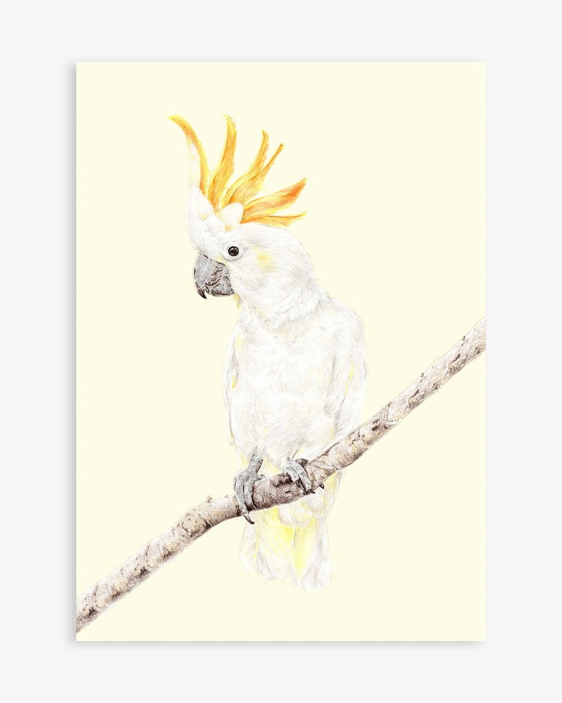 Australian bird art of a cockatoo
