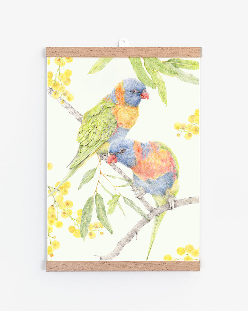 Australian bird art featuring rainbow lorikeets and wattles