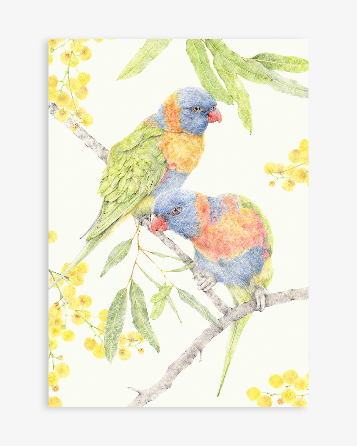 Australian bird art featuring two Rainbow Lorikeets and wattles