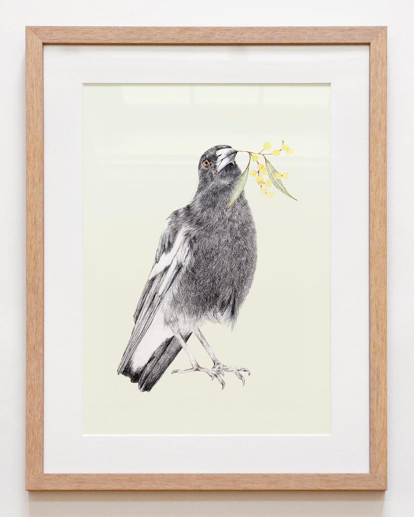 Australian bird art featuring magpie with wattle