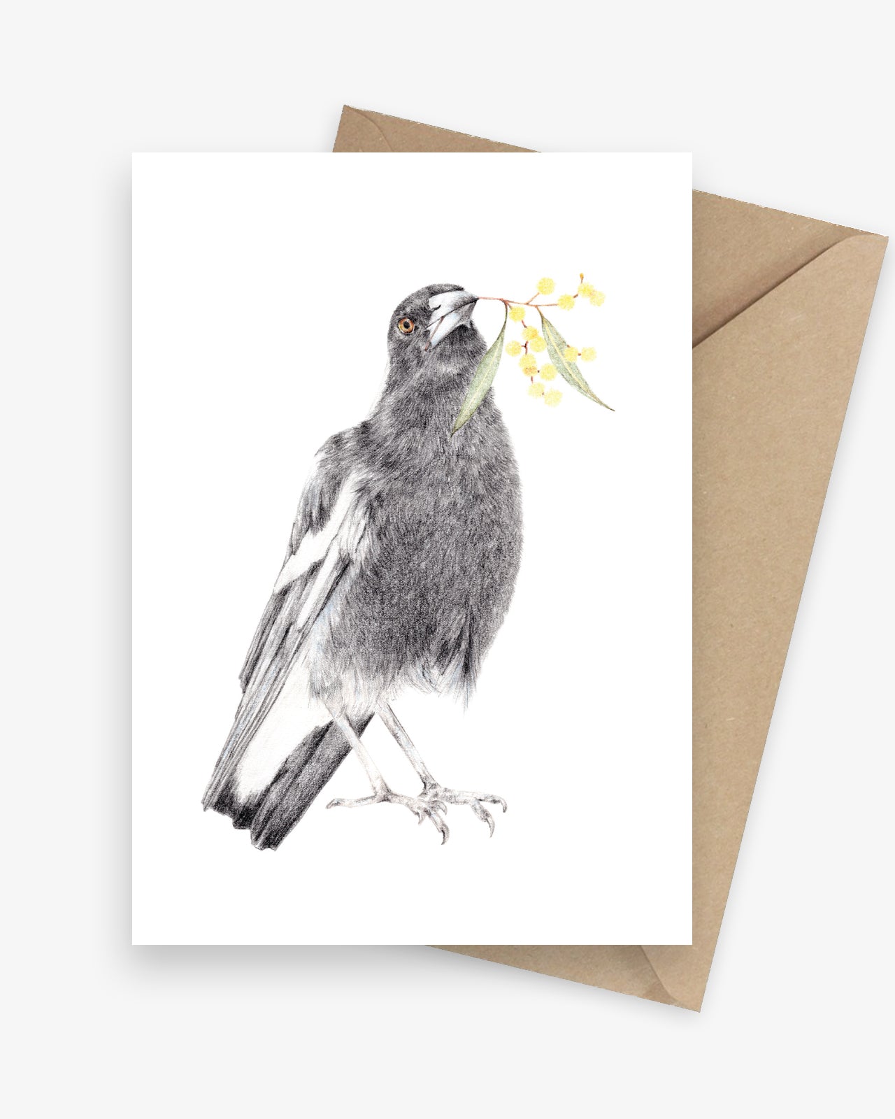 Greeting card featuring an Australian magpie with a sprig of wattle.