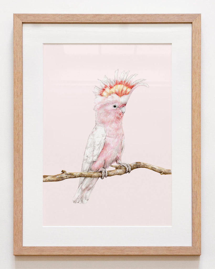 Framed bird print featuring Major Mitchell cockatoo