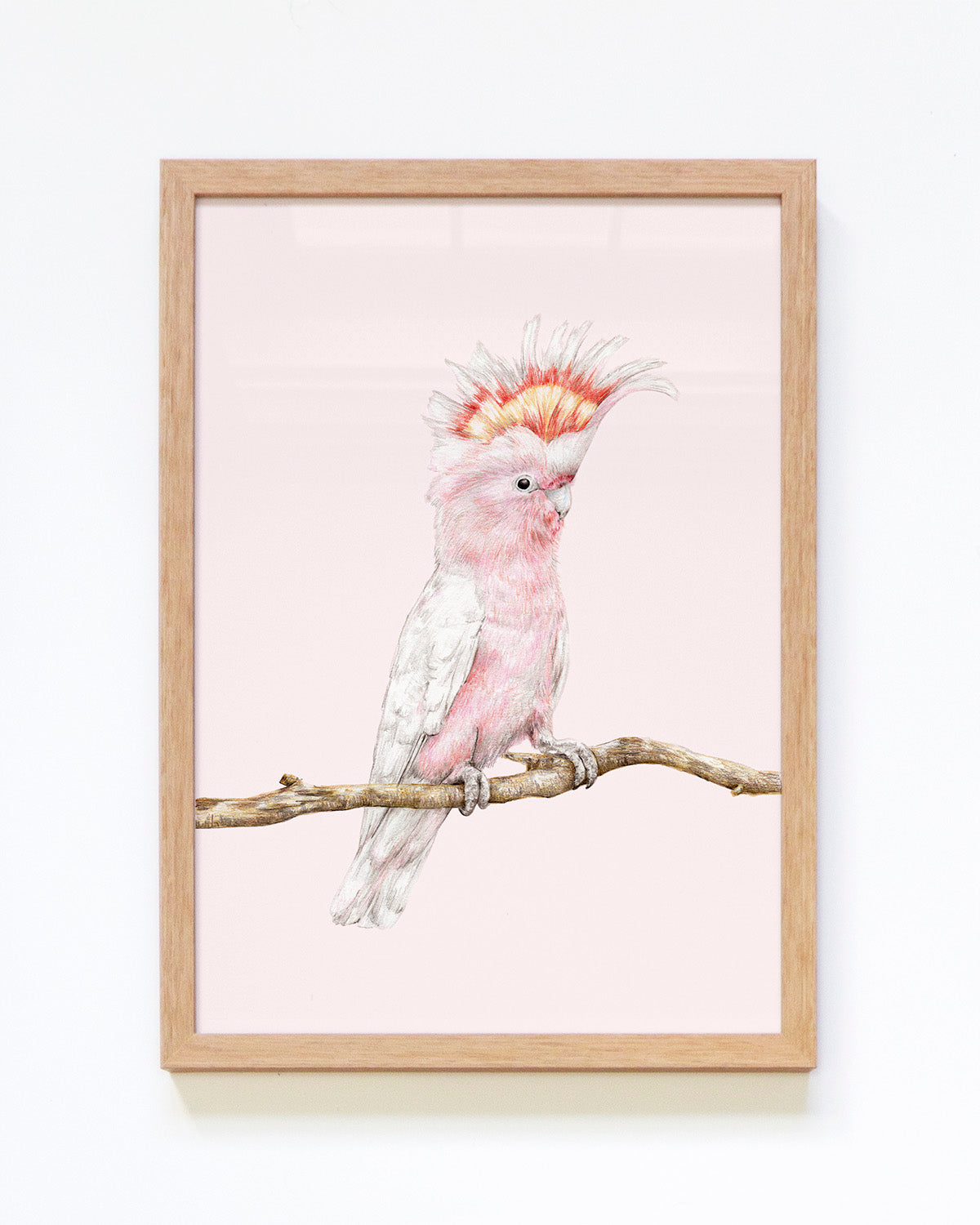 Australian bird art print of a pink cockatoo