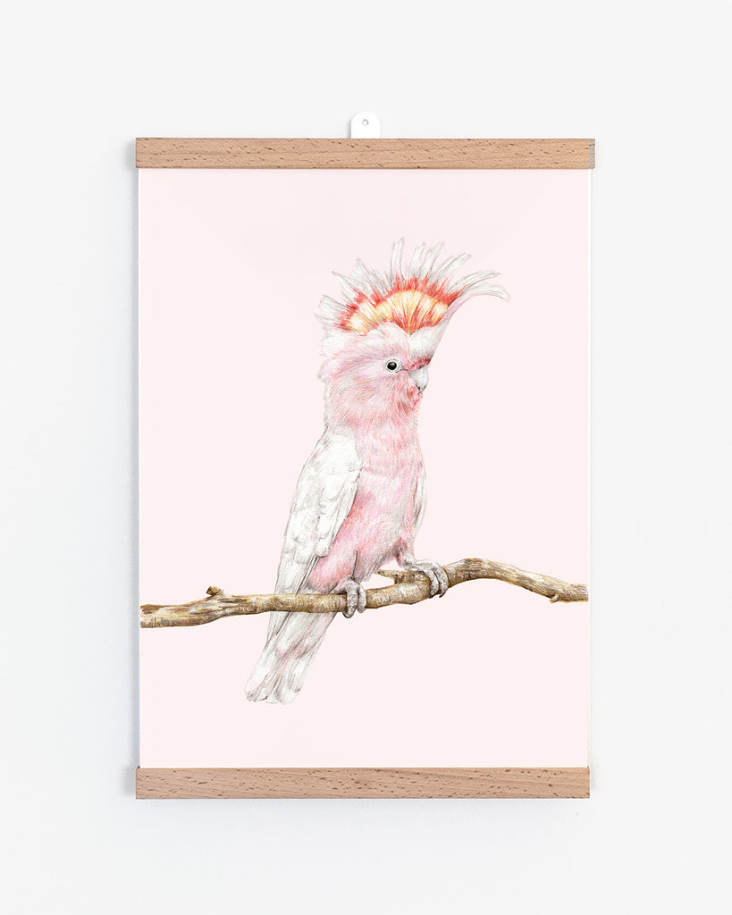 Australian native bird art print with a pink cockatoo