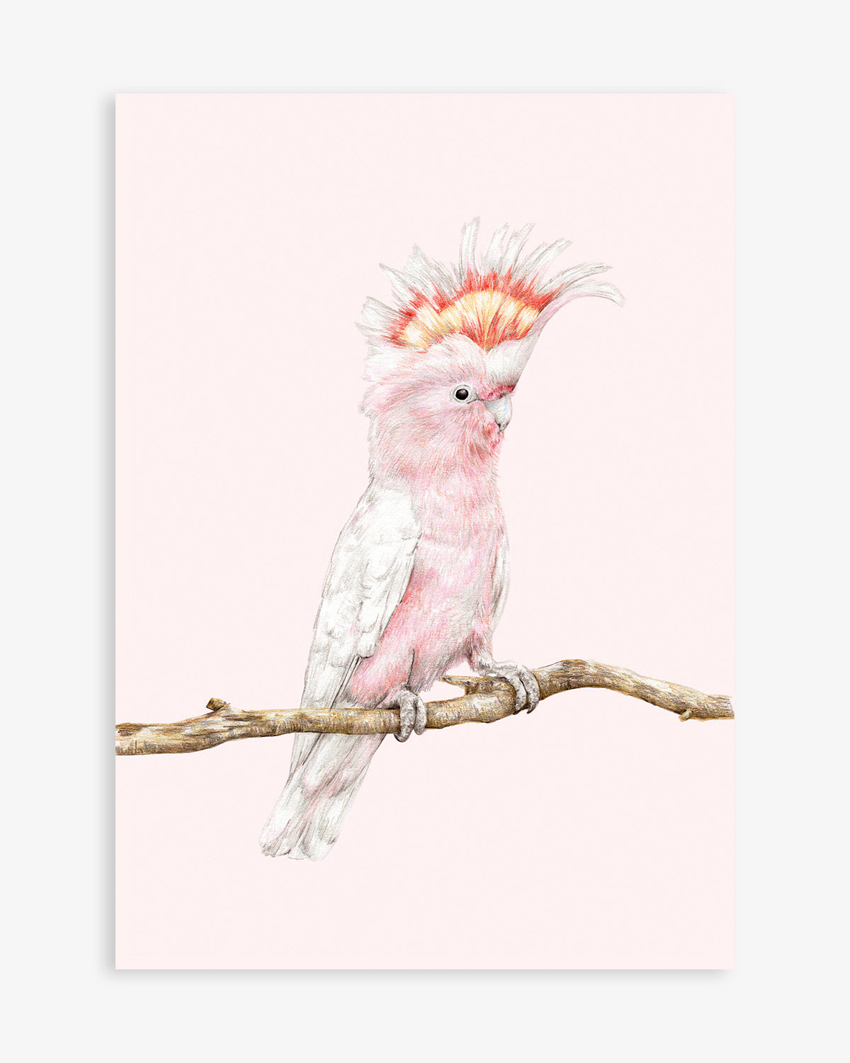 Australian bird art featuring a pink cockatoo