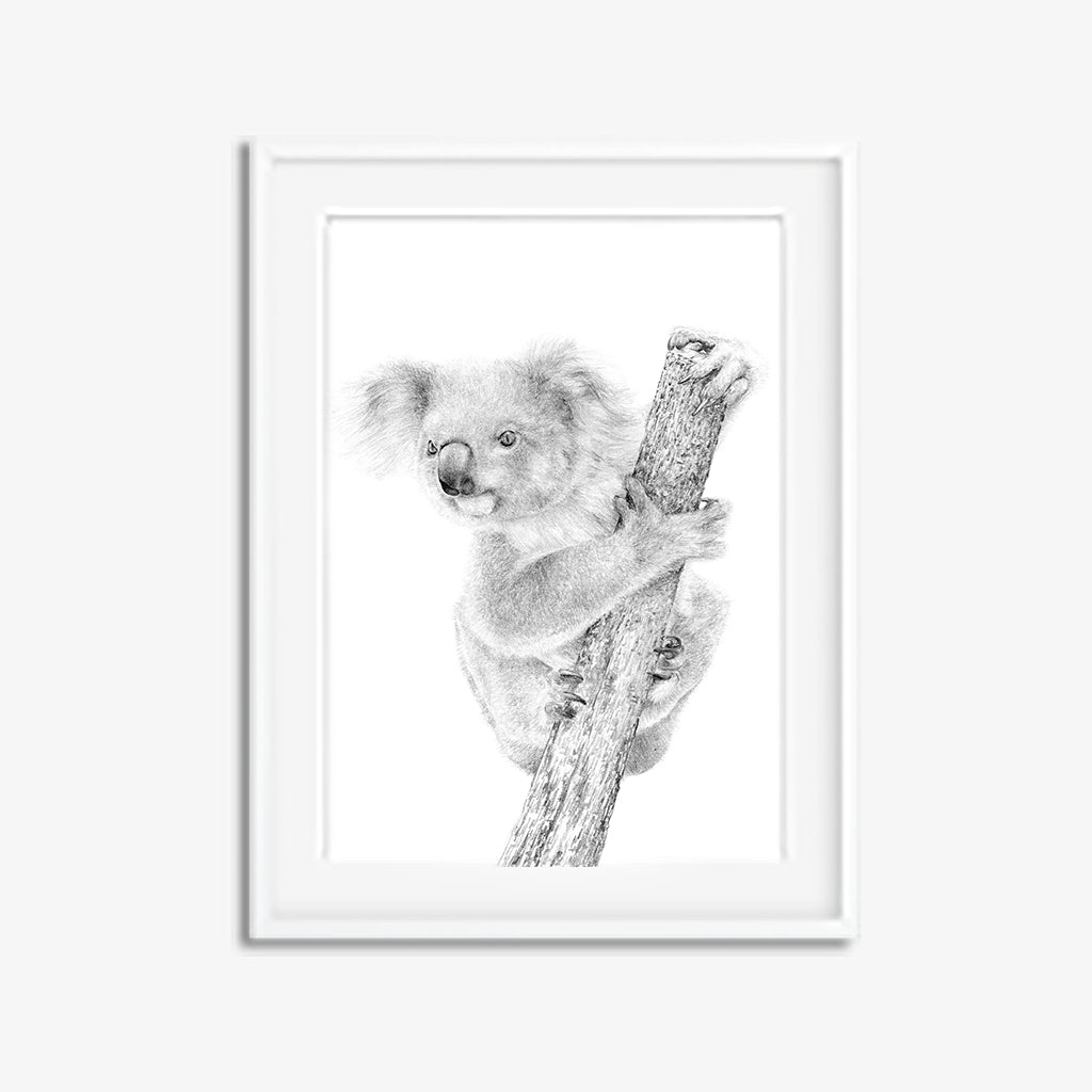 Koala pencil drawing