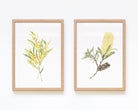 Set of 2 framed botanical art featuring wattle and banksia