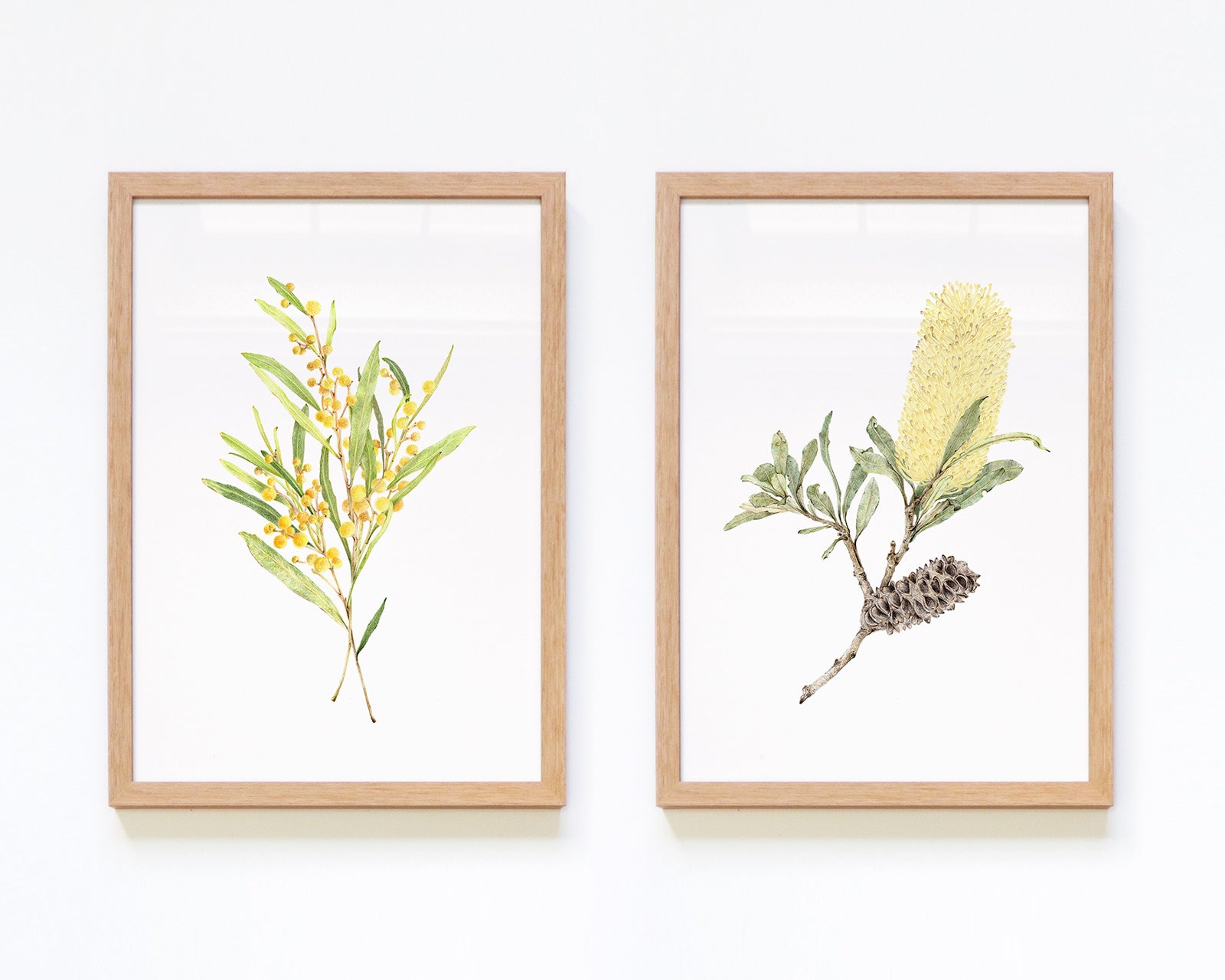 Set of 2 framed botanical art featuring wattle and banksia